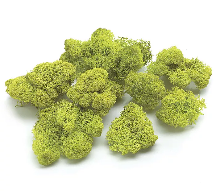 FLORAL REINDEER MOSS