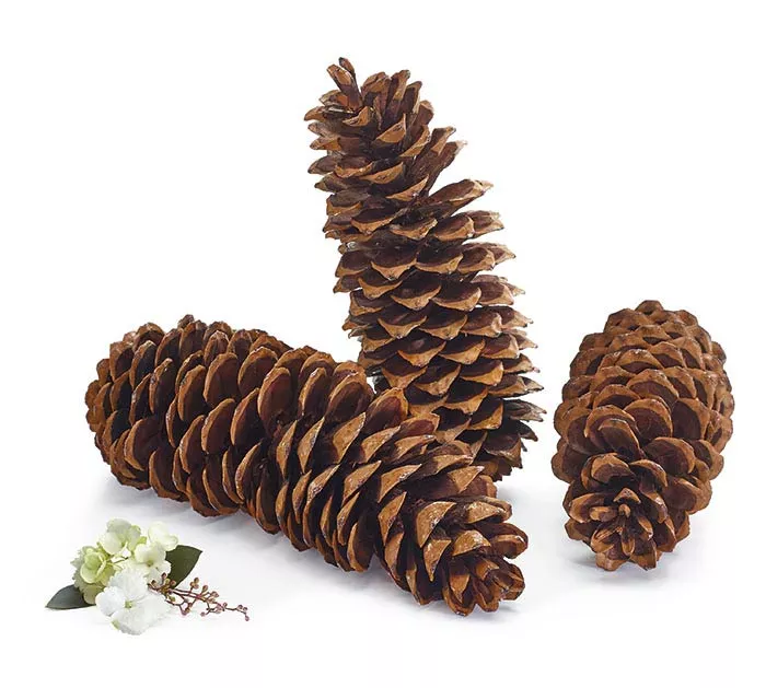 NATURAL PINE CONES